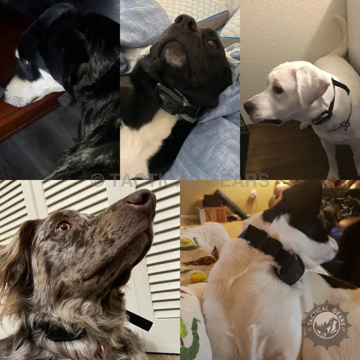 Dogs wearing training collars for the Dog Smart Bark Controller, a smart bark controller device