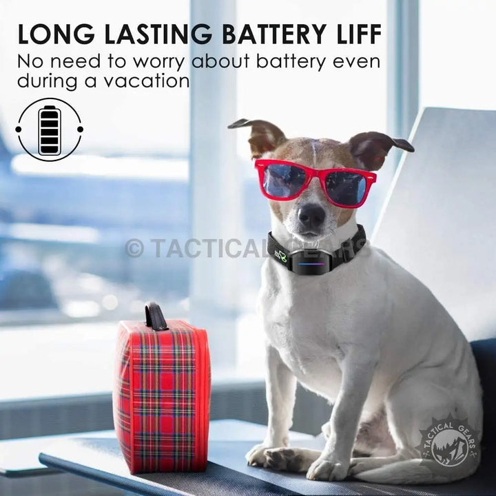 White dog wearing a smart bark controller with digital display and red sunglasses