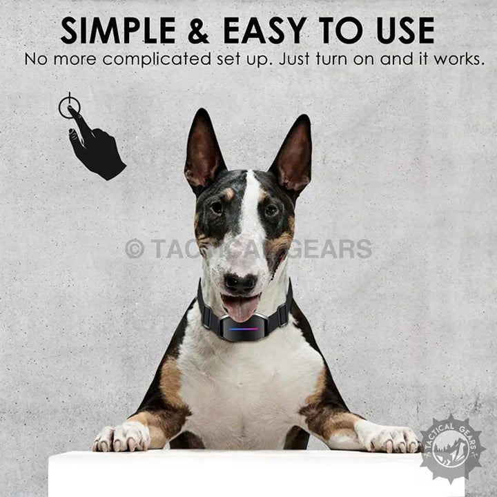 Bull terrier wearing a smart collar with Dog Smart Bark Controller for effective bark control