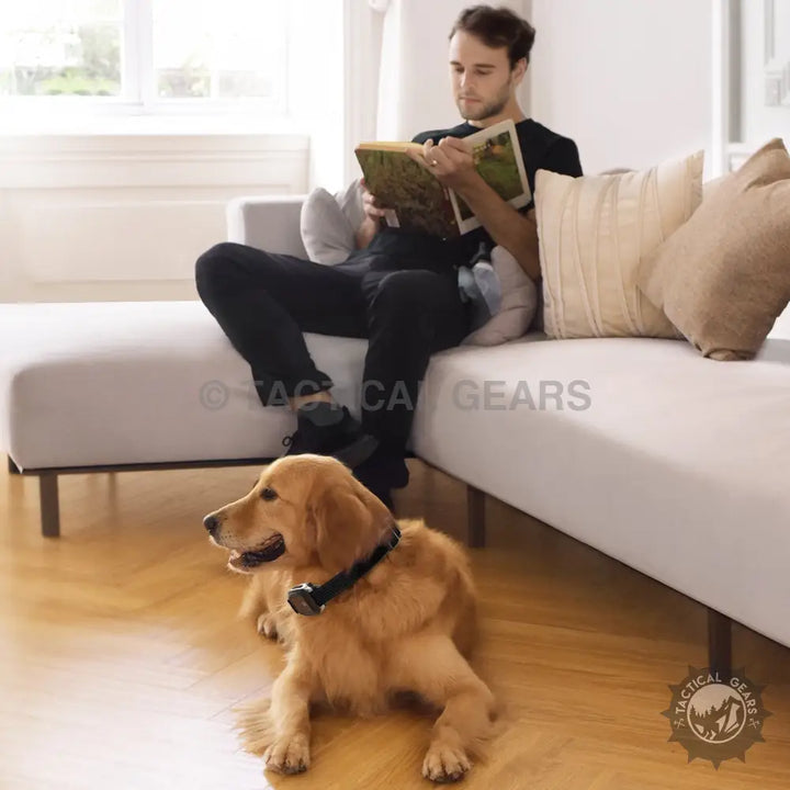 Golden Retriever wearing a black collar with smart bark controller device for effective bark management