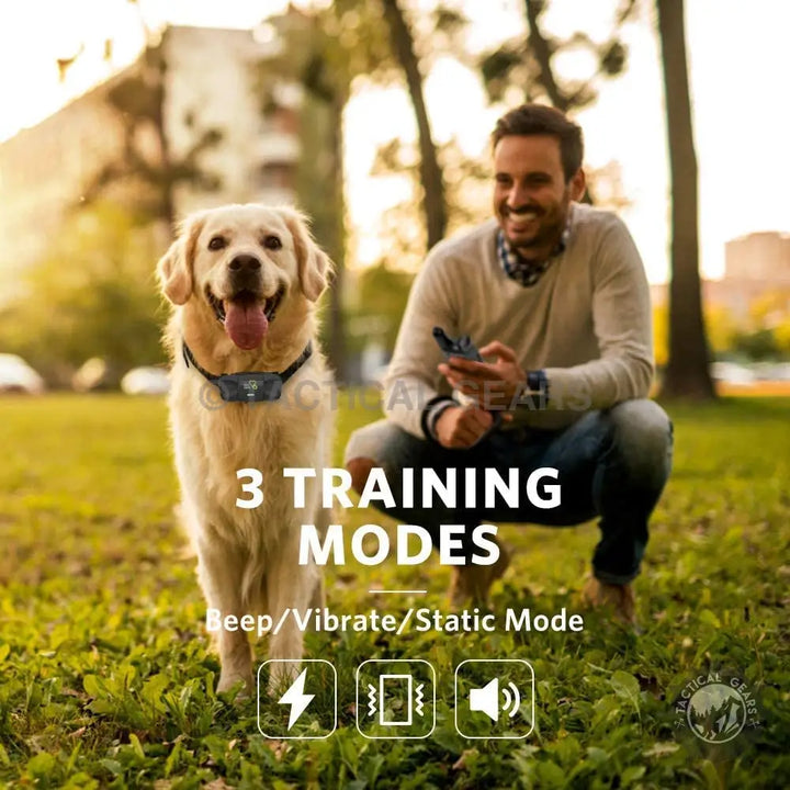 Golden Retriever with Dog Training Collar TC-01 for effective outdoor training