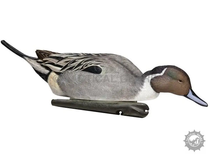 Realistic Pintail Duck Decoy for hunting or decor in Pintail Duck Decoys collection
