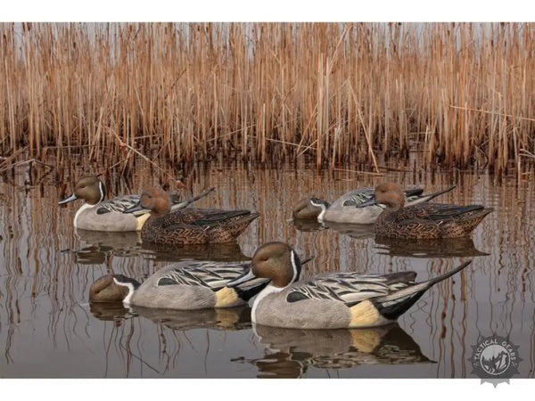 Floating Pintail Duck Decoys in a Marsh for Realistic Duck Decoys Hunting