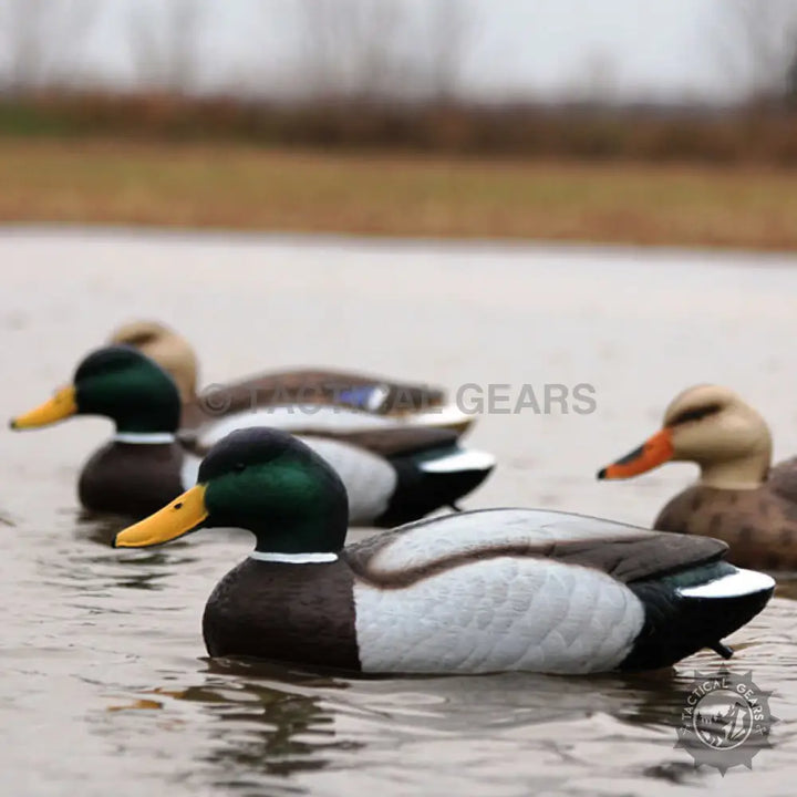 Realistic mallard and hen duck decoys floating in water for hunting or decor