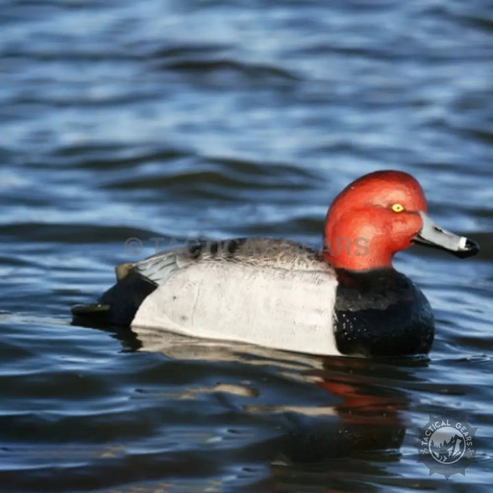 Floating red-head duck decoy for hunting pair, realistic red-head duck decoys